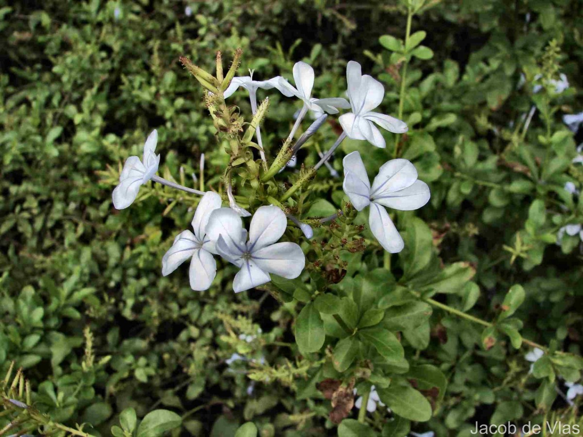Plumbago auriculata Lam.